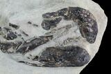Rare, Fossil Lobster (Hoploparia) - Lyme Regis, England #93912-3